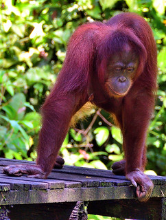 Sandakan, Sabah, Borneo, Malaysia. (Philip Wood Photography)