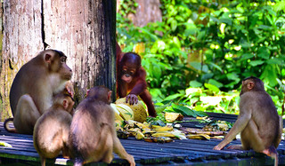 Sandakan, Sabah, Borneo, Malaysia. (Philip Wood Photography)