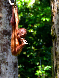 Sandakan, Sabah, Borneo, Malaysia. (Philip Wood Photography)