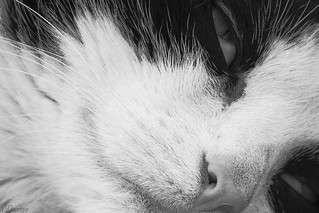 D&iacute;a internacional del gato (Egg2704)
