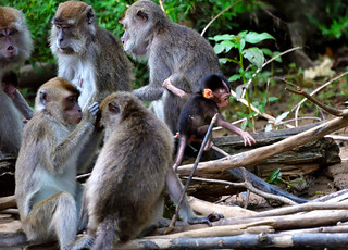 Late afternoon on the banks of the River Kinabatangan,Bilt. (Philip Wood Photography)