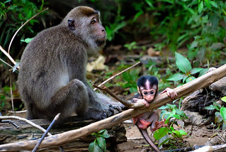 Late afternoon on the banks of the River Kinabatangan,Bilt. (Philip Wood Photography)