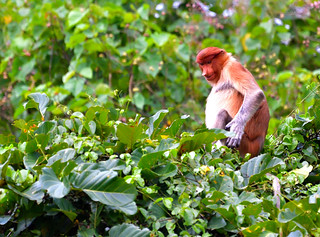 Late afternoon on the banks of the River Kinabatangan,Bilt. (Philip Wood Photography)