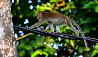 Late afternoon on the banks of the River Kinabatangan,Bilt. (Philip Wood Photography)