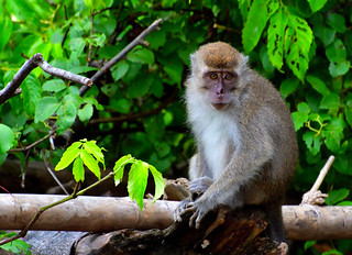 Late afternoon on the banks of the River Kinabatangan,Bilt. (Philip Wood Photography)