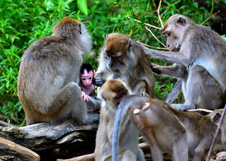 Late afternoon on the banks of the River Kinabatangan,Bilt. (Philip Wood Photography)