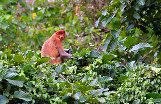 Late afternoon on the banks of the River Kinabatangan,Bilt. (Philip Wood Photography)