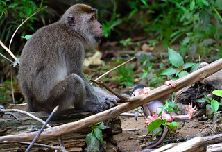 Late afternoon on the banks of the River Kinabatangan,Bilt. (Philip Wood Photography)