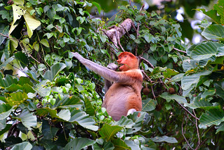 Late afternoon on the banks of the River Kinabatangan,Bilt. (Philip Wood Photography)