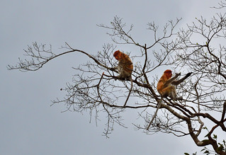 Late afternoon on the banks of the River Kinabatangan,Bilt. (Philip Wood Photography)