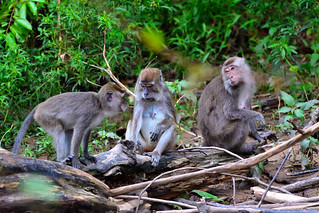 Late afternoon on the banks of the River Kinabatangan,Bilt. (Philip Wood Photography)