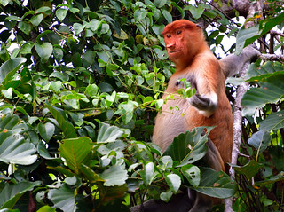 Late afternoon on the banks of the River Kinabatangan,Bilt. (Philip Wood Photography)