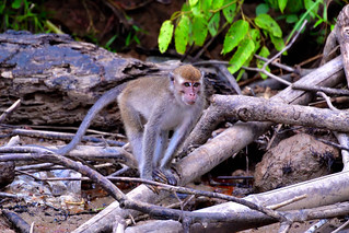 Late afternoon on the banks of the River Kinabatangan,Bilt. (Philip Wood Photography)