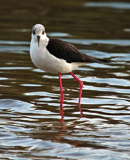 Cig&uuml;e&ntilde;uela  -  Stilt  - &eacute;chasse (ibzsierra)