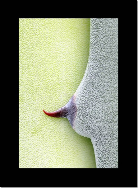 TEXTURAS Y FORMAS.
PITERA (Agave americana)
