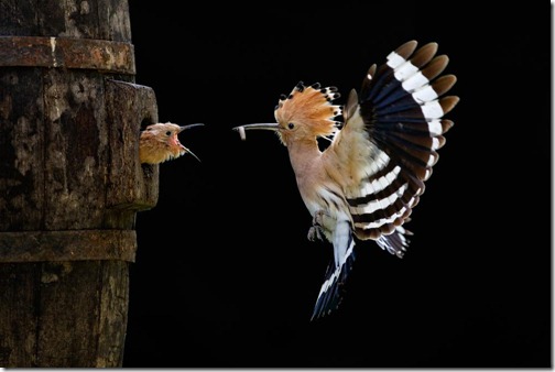 Giovanni-Frescura,-Italy,-Open-Winner,-Nature-Wildlife,-Sony-World-Photography-Awards-2012