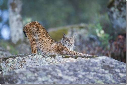 1Premio_Naturaleza_Ferran Aguilar