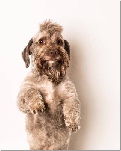 Carli Davidson Pet Photography