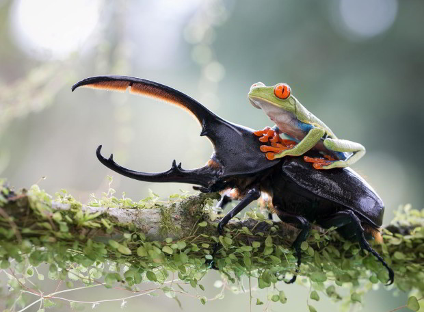 Nicolas Reusens Spain Shortlist Open Nature Wildlife 2014 Nicolas Reusens Spain Shortlist Open Nature Wildlife 2014