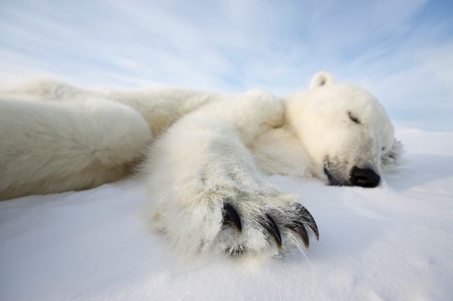 © Brutus Östling. Canon WWF