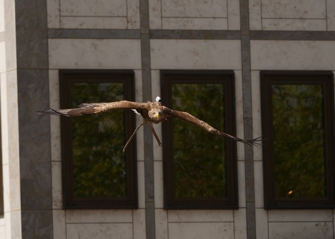 Águila FREEDOM