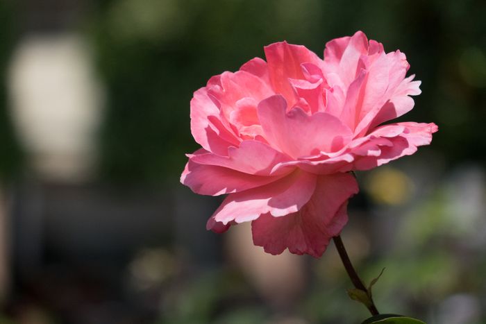 Sony RX10 II, macro de flores