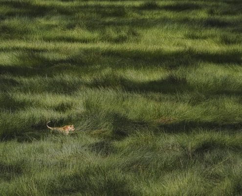 GANADOR ABSOLUTO NATURALEZA