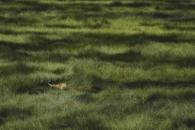 GANADOR ABSOLUTO NATURALEZA