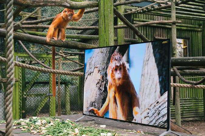 Lémures y langures ven televisión 4K