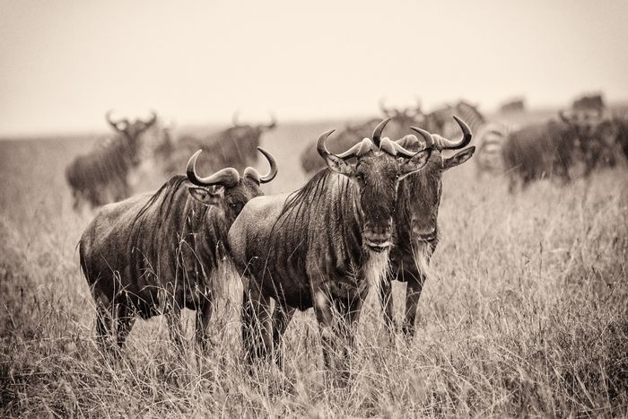 Animal de Fran Martí