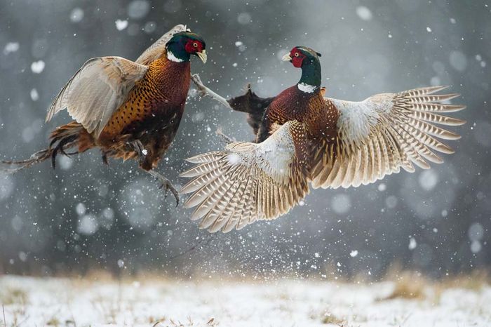 1er premio Foto Nikon 2015 categoría Naturaleza- Ricardo Peralta