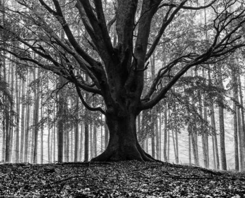 Memorandum Natura,. Mª Aantonia Gª de la Vega. Bosque de Urbasa