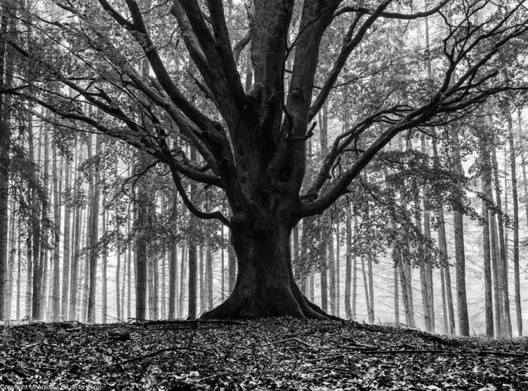 Memorandum Natura,. Mª Aantonia Gª de la Vega. Bosque de Urbasa