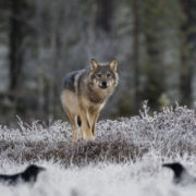 Lasse Kurkela (Finlandia) Wolf and ravens