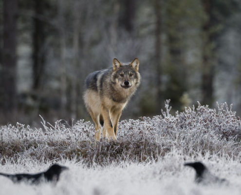 Lasse Kurkela (Finlandia) Wolf and ravens