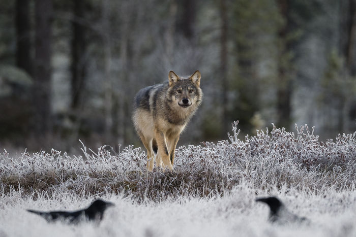 Lasse Kurkela (Finlandia) Wolf and ravens