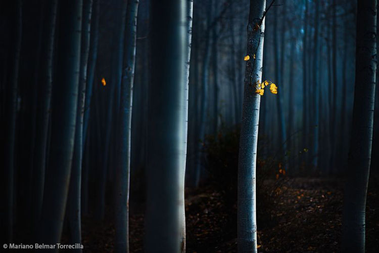 Primer Premio MontPhoto B5 Mariano Belmar Torrecilla Suspiro de luz