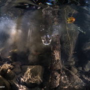 Robert M. Lehmann, Categoría Mundo subacuático, Otter training, Primer Premio y Premio Honor MontPhoto 2016