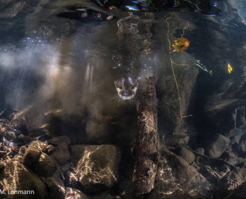 Robert M. Lehmann, Categoría Mundo subacuático, Otter training, Primer Premio y Premio Honor MontPhoto 2016