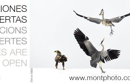 MontPhoto 2017, inscripciones abiertas