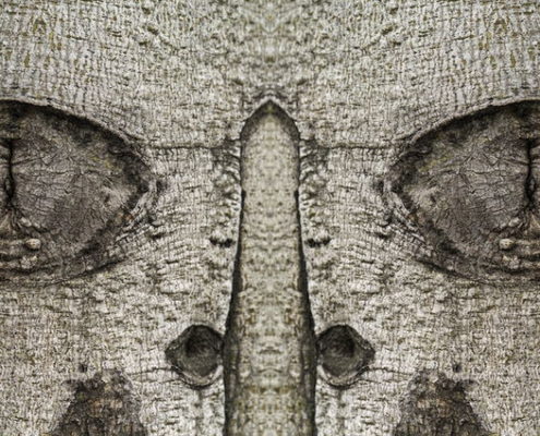 Guillem Vida, Bestiario, The Cat