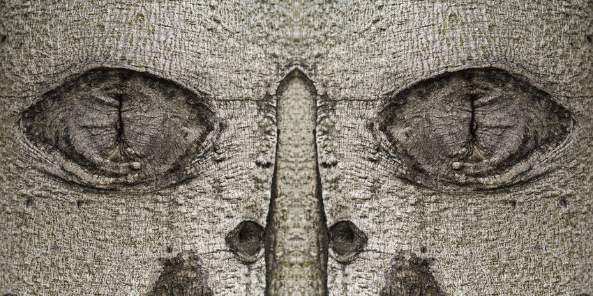 Guillem Vida, Bestiario, The Cat