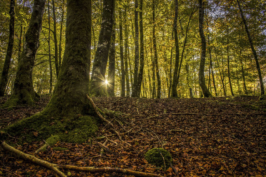 Amaya Salinas Solis, Otoño en los bosques navarros