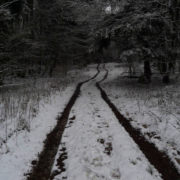 Eyad Abou Kassm, Small Forest on the Other Side