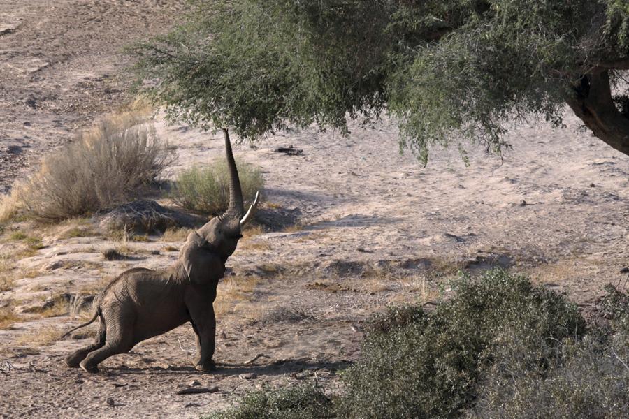 Elefantes desierto Namibia, Andoni Canela