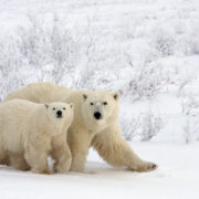 Osos polares Ártico, Andoni Canela
