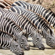 Karibu Serengeti