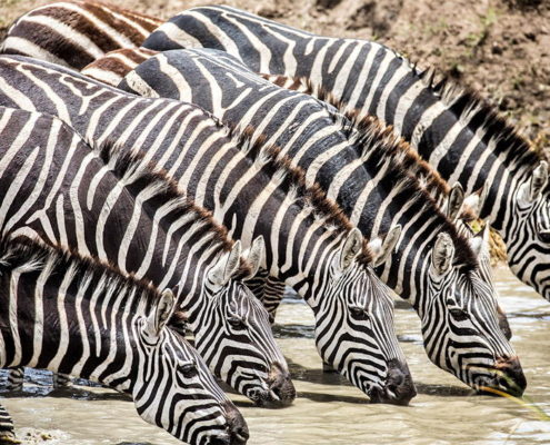 Karibu Serengeti