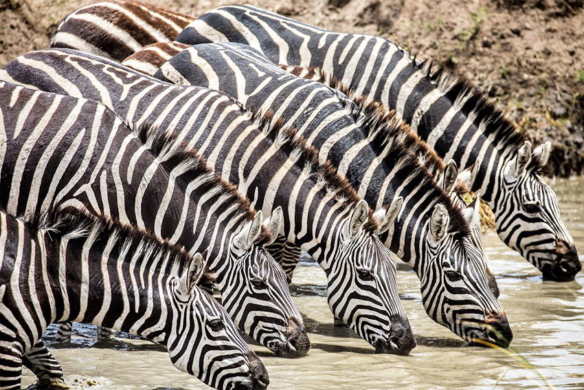 Karibu Serengeti