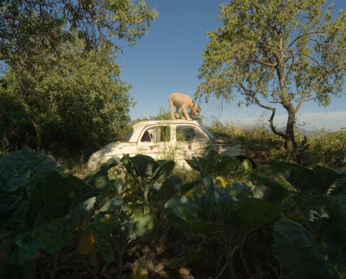 Antonio Lachos, coches rural